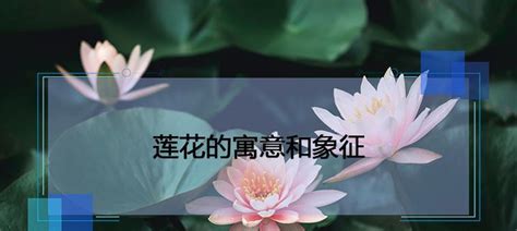 莲花风水|以莲花的寓意和象征风水（探索莲花的深层象征与风水。